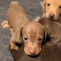 Jax - Chocolate and cream male Dachshund puppy in Marshall, Texas from Wilson's Kennels