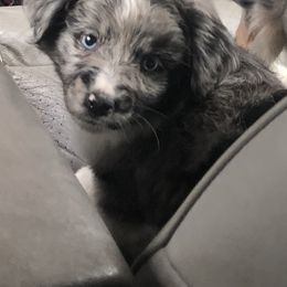 Miniature American Shepherd Puppies from Elite Miniature American Shepherds