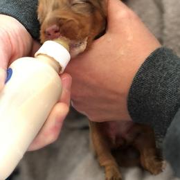 Dachshund Puppies from Shiloh Ridge Dachshunds