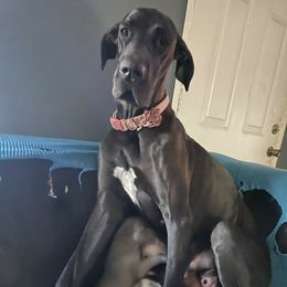 Great Dane Puppies from Stancydane AKC Great Danes