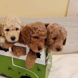 Goldendoodles from Mini Me Doodles
