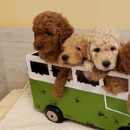 Goldendoodles from Mini Me Doodles