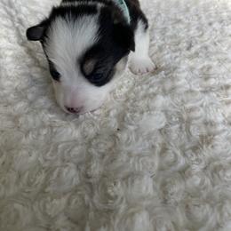 American Corgi Puppies from PNW Corgis