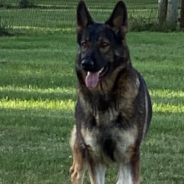 Tabby - German Shepherd