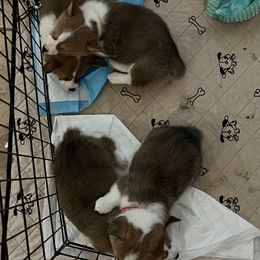 Pembroke Welsh Corgi Puppies from Wiggle Ranch Corgis