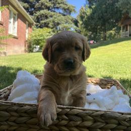 Golden Retriever Puppies from Rocky Mountain Field Goldens