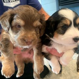 Aussiedoodle Puppies from North Idaho Miniature Aussiedoodles