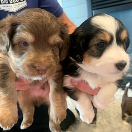 Aussiedoodle Puppies from North Idaho Miniature Aussiedoodles