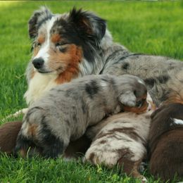 Miniature Australian Shepherd Puppies from Cabin Hearth Miniature Australian Shepherds
