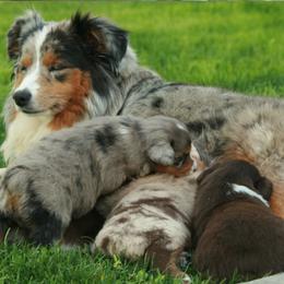 Miniature Australian Shepherd Puppies from Cabin Hearth Miniature Australian Shepherds