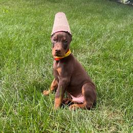 Cross - Red and rust male Doberman Pinscher puppy in Bruce Township, Michigan from Eminent Dobermans
