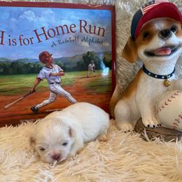 Sam - White male Shih Tzu puppy in Success, Missouri from Sweet Success