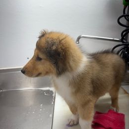 Girl 2 - Sable female Collie puppy in Michigan from 7P Collies