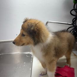Girl 2 - Sable female Collie puppy in Michigan from 7P Collies