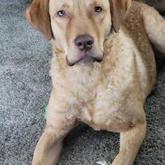 Chesapeake Bay Retriever puppies from Blue Sky Chesapeakes