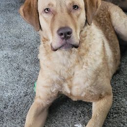 Chesapeake Bay Retriever puppies from Blue Sky Chesapeakes