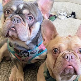 French Bulldogs from Frenchie Dispatch
