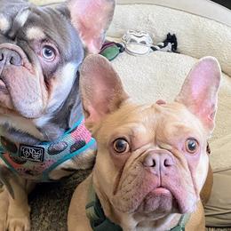French Bulldogs from Frenchie Dispatch