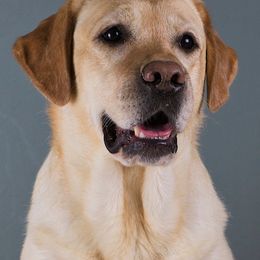 Jenny - Labrador Retriever