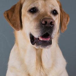 Jenny - Labrador Retriever