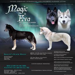 Siberian Husky puppies from Tevana Siberians LLC