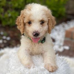 Goldendoodles from Geaux Doodle