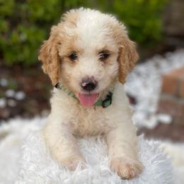Goldendoodles from Geaux Doodle