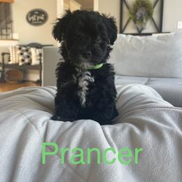 Yorkipoo Puppies from Bossman Yorkipoos