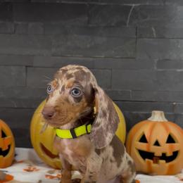 Luna - Dapple female Dachshund puppy in Goodyear, Arizona from AZ Royal Doxies llc
