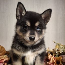 Girl 1 - Tri-color Pomsky puppy in Gloucester, Virginia from Roaring Springs Pomsky