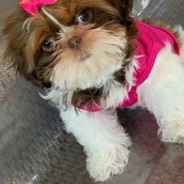 Shih Tzu Puppies from Jocelyn Burkey's Shih Tzus