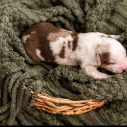 Rad - Red merle male Miniature American Shepherd puppy in Groesbeck, Texas from Epic Miniature American Shepherds