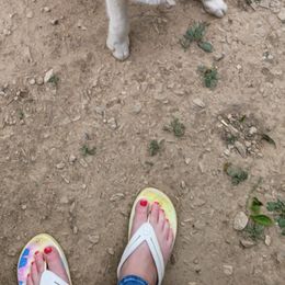 Xena - Siberian Husky