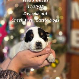 Boy 1 - Blue mottled male Australian Cattle Dog puppy in Monroe, North Carolina from Creek View Cattle Dogs