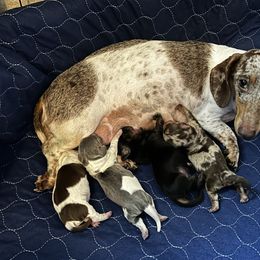 Dachshund puppies from Big Dream Acres