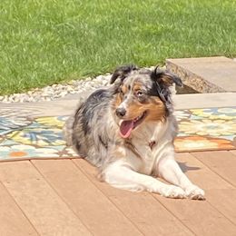 Nella - Miniature Australian Shepherd