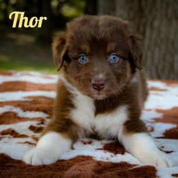 Thor - Red tri-color Australian Shepherd puppy in Coldwater, Michigan from Northern Star Australian Shepherds