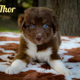 Thor - Red tri-color Australian Shepherd puppy in Coldwater, Michigan from Northern Star Australian Shepherds