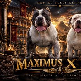American Bully puppies from M&M XL Bully Kennel