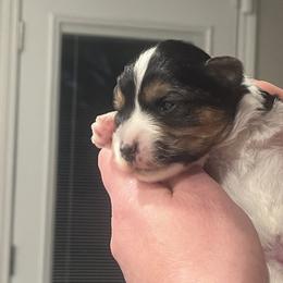 Yorkshire Terrier Puppies from Sonshine Yorkies