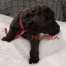 Hansen - Brown male Poodle puppy in Carrollton, Georgia from Dande Poodles, LLC