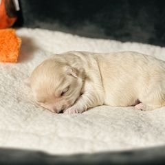 Shichon Puppies from Great Lakes Teddy Bear Dogs