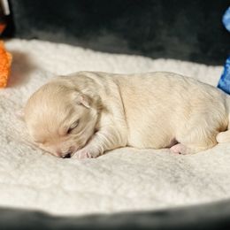 Shichon Puppies from Great Lakes Teddy Bear Dogs