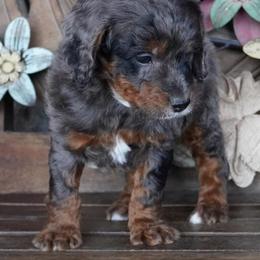 Boy 4 - Blue merle male Aussiedoodle puppy in Lawton, Oklahoma from Lindsey’s Aussies