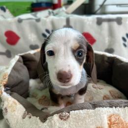 Girl 2 - Piebald female Dachshund puppy in Cumby, Texas from Dog Daze Ranch