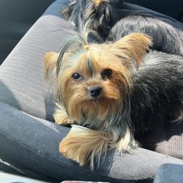 Storm - Yorkshire Terrier