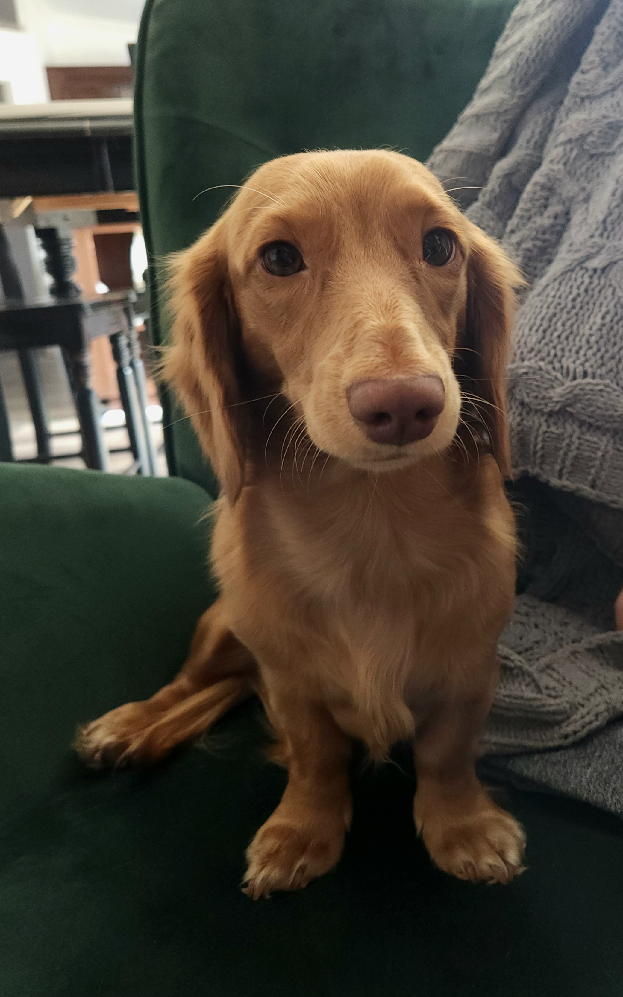 Moose - Dachshund