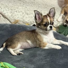 Rosie - Black sabled fawn female Chihuahua puppy in Kansas City, Missouri from Bravo Chihuahuas