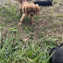 Cavalier King Charles Spaniel Puppies from McGregor's Cavalier King Charles Spaniels