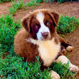Haven - Red & white female Australian Shepherd puppy in Mineral Wells, Texas from A6 Australian Shepards
